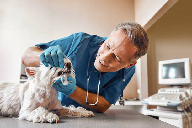 Best Emergency Broken Tooth Repair in Oak Grove, TN